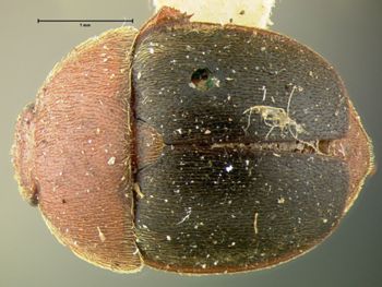 Media type: image;   Entomology 22493 Aspect: habitus dorsal view
